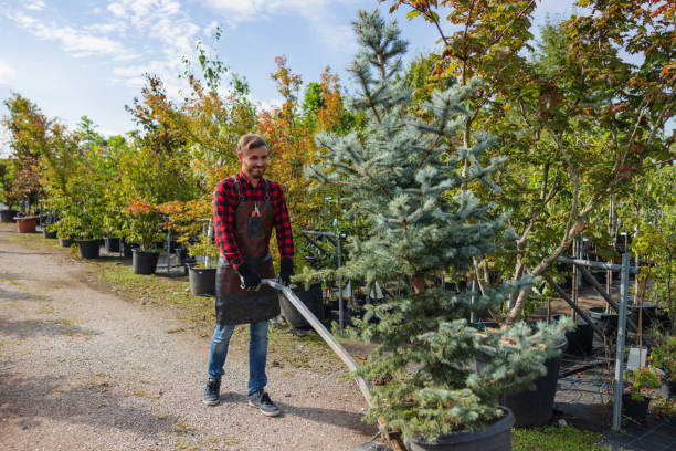 Norlina, NC Tree Services Company