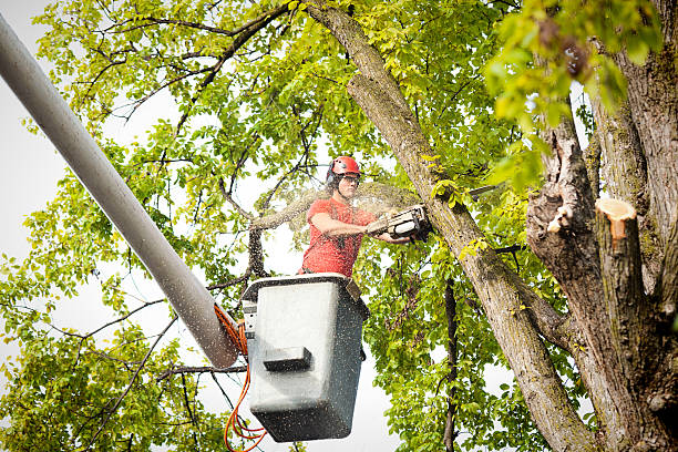 How Our Tree Care Process Works  in  Norlina, NC